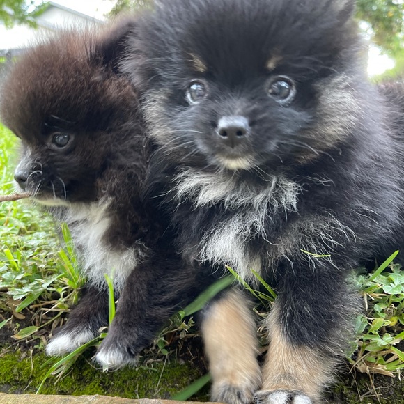 Meet your Posher, theQueenAnt - Picture 6 of 7